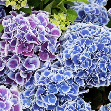 hydrangea-tivoli-blue-flowers-tim-gainey