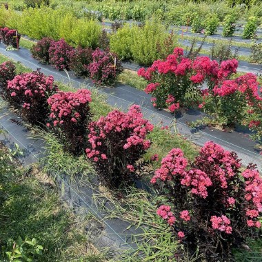 lagerstroemia-center-stage-coral-2_1080_1080_60__45494.1626456160