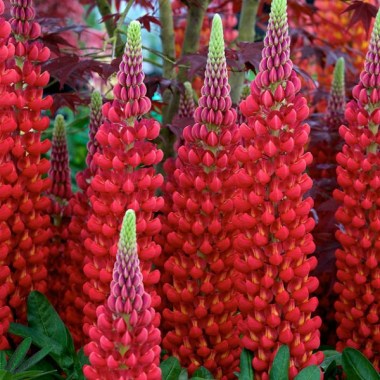 lupinus-west-country-beefeater-1539702458_l