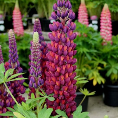 lupinus-west-country-masterpiece-1539703264_l