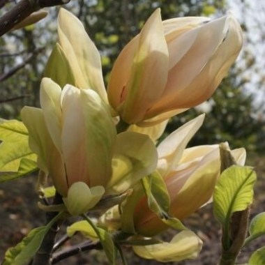 magnolia-apricot-brandy