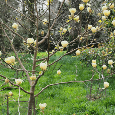 magnolia-honey-tulip-tree-p4200-32409_image