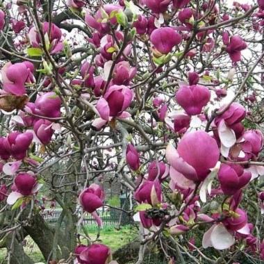 magnolia-lennei