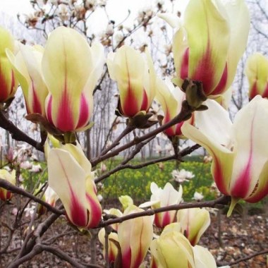 magnolia-sunrise1