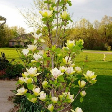 magnolia-sunsation