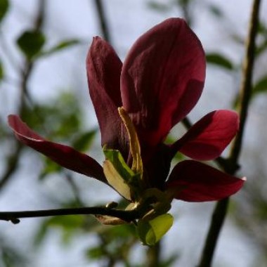 magnolia_nigra_oneill
