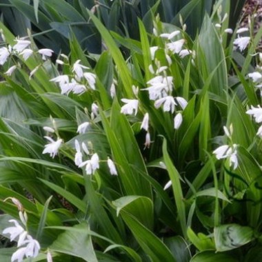 ornamental-plant-bletilla-striata-seeds-1000pcs-medicinal-uses-urn-orchid-herbal-seeds-family-orchidaceae-chinese-bai-ji-seeds-500x375