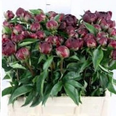 paeonia_highlight_in_knop_02.297x0