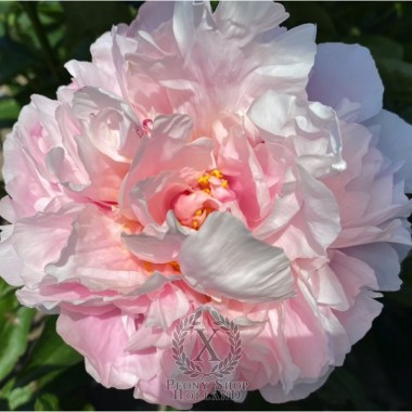 peony-mares-of-diomedes-567-1-1600x1600