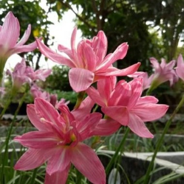 rain-lily-double-lotus