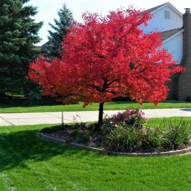 summer-red-maple-tree-600x600_1