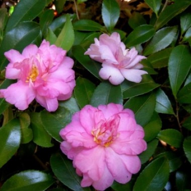 winters_interlude_camellia