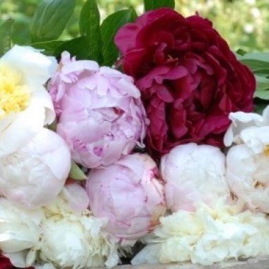 peony-special-offer