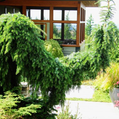1.-Picea-omorika-Pendula-Bruns
