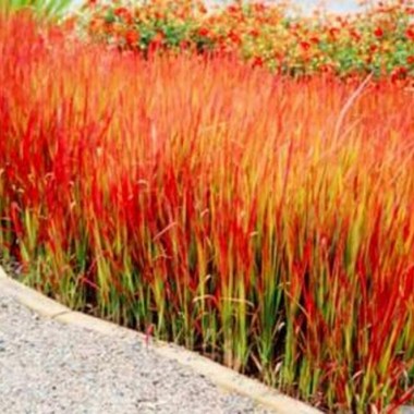 1083130793756_1023557244773_imperata3__41041.16312986052