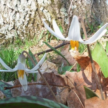 1280px-Erythronium_albidum