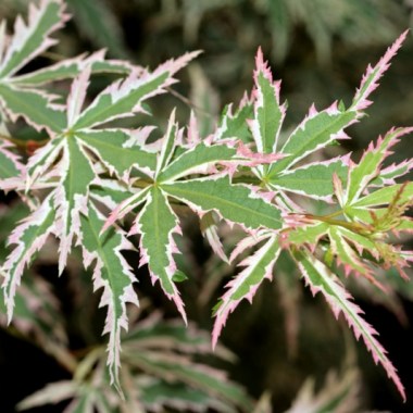 800px-Acer_palmatum_BUTTERFLY_leaves_photo_file_538KB