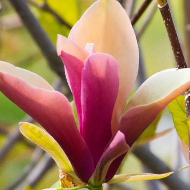88823-1_magnolia-first-love