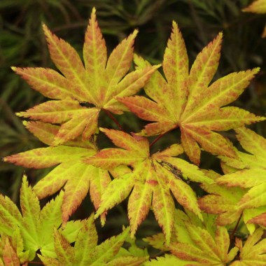 Acer-Shirasawanum-1
