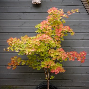 Acer-shirasawanum-Aureum-Specimen-2093r6