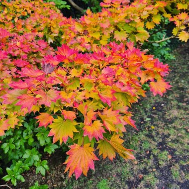 Acer-shirasawanum-Aureum-Specimen-2093r7