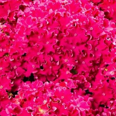 Curly-Sparkle-Red-sfeer3