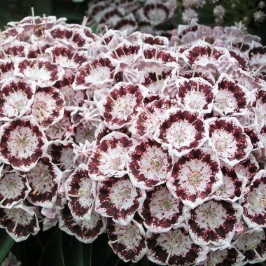 Kalmia_Deep_Secret-2mm9