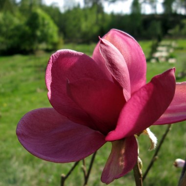 Magnolia-Aphrodite-2