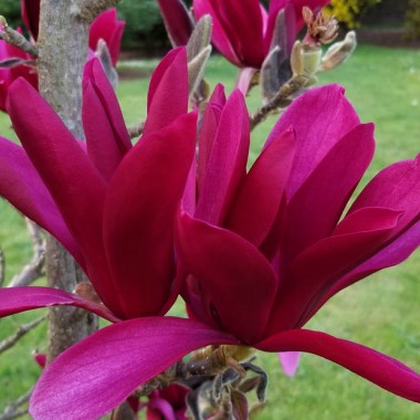 Magnolia-Burgundy-Star