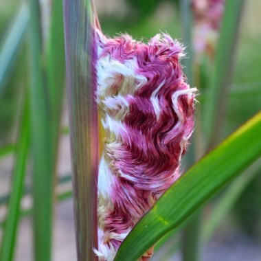 Miscanthus-sinensis-Boucle-1