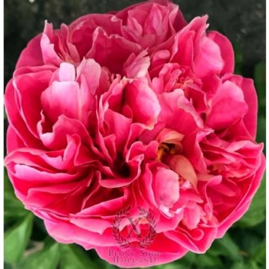 NECTAR_OF_THE_GODS-12077