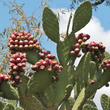 Opuntia-tomentosa-Velvet-Tree-Pear1