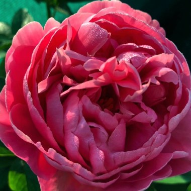 POPPEA_SABINA-8559-B