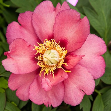 Paeonia-Magical-Mystery-Tour-Intersectional-Peony8