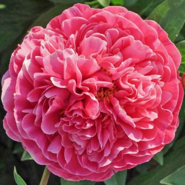 Peony-Roger_s-Delight-Bloom-e1605803078294