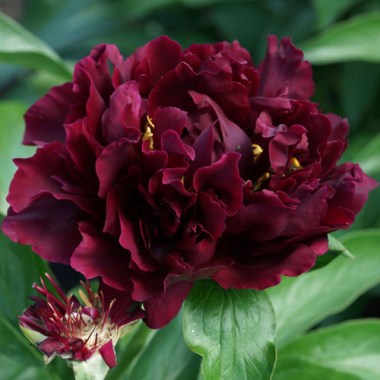 Peony-Rogers-Red