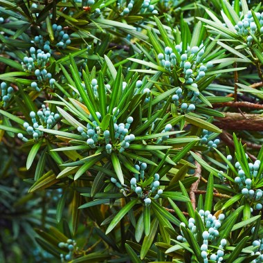 Podocarpus_Yew_1_fb367d51-b1db-4426-b451-3cba369a6aa3