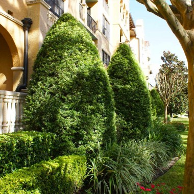 Podocarpus_Yew_8_FGT_3109d334-e5a3-465f-a633-608f5d1d000c