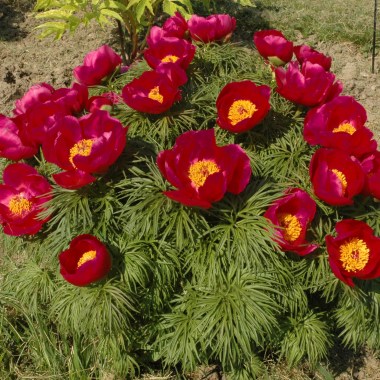 Tenuifolia-2-small