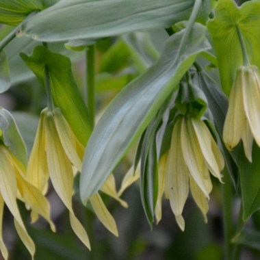 Uvularia-grandiflora-02