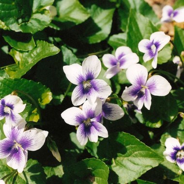 Viola-sororia-priceana_1