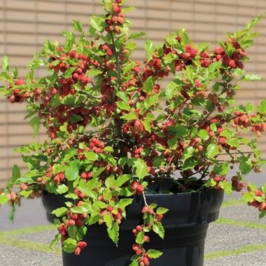 big_mojo-berry1-crop