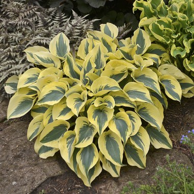 byliny-i-trawy_hosta-funkia_73879_4