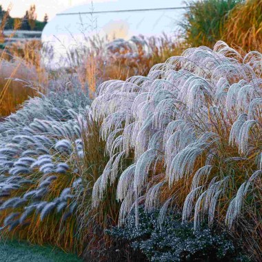 compressed_Miscanthus_sinensis_Silver_Charm