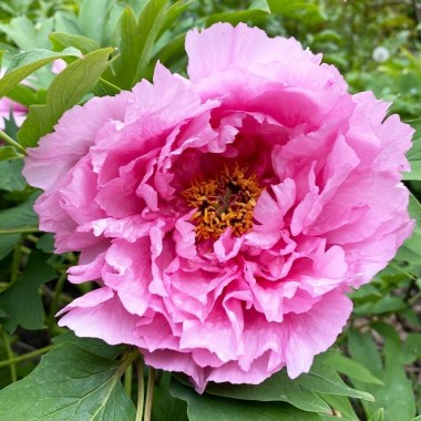 derevovidna-pivoniya-pink-water-lily-rou-fu-rong-90823139774689