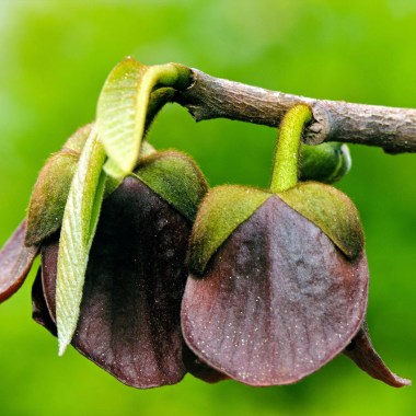ksuchappell20192_380x380_380x3801