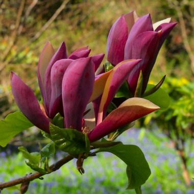 magnolia-black-beauty750x750
