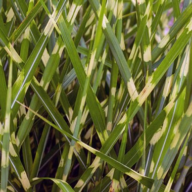 miscanthus5b_sinensis_zebrina