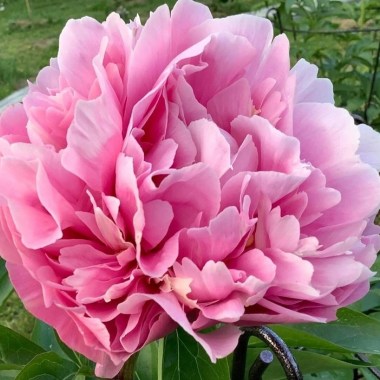 oelcgon6nrdnlm021y0nywjgtni7arqgfmzgyzbstxqzspirfqaey19cwivrru3z4idiywpfhyd58518skqqyws5