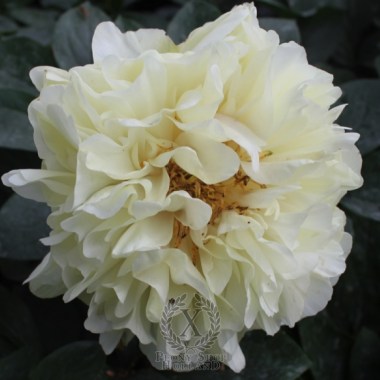 peony-early-sensation-1022-1-600x600